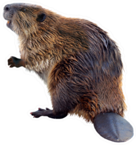 Real Beaver Sticker