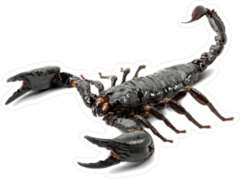 Real Black Scorpion Sticker