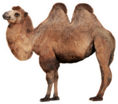 Real Camel On A White Background Sticker