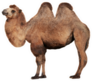 Real Camel On A White Background Sticker