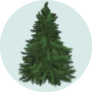 Real Christmas Spruce Tree On Blue Sticker