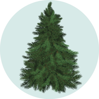 Real Christmas Spruce Tree On Blue Sticker
