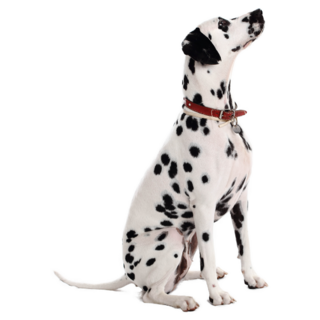 Real Dalmatian Sticker