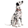 Real Dalmatian Sticker