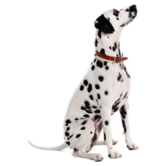 Real Dalmatian Sticker