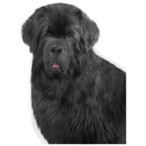 Real Newfoundland Sticker