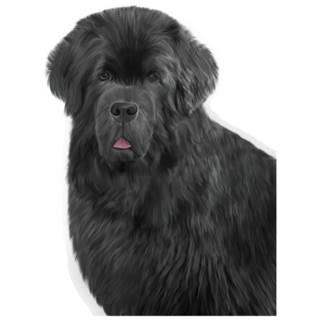 Real Newfoundland Sticker