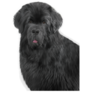 Real Newfoundland Sticker