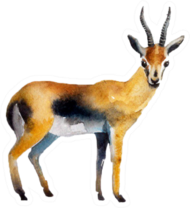 Realistic Antelope On A White Background Sticker