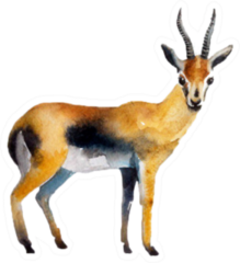 Realistic Antelope On A White Background Sticker