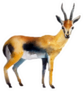 Realistic Antelope On A White Background Sticker