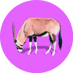 Realistic Antelope On Bright Purple Background Sticker