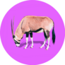 Realistic Antelope On Bright Purple Background Sticker