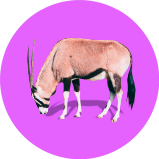 Realistic Antelope On Bright Purple Background Sticker