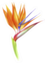 Realistic Beautiful Strelitzia Flower Isolated Sticker