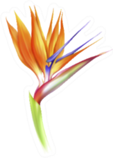 Realistic Beautiful Strelitzia Flower Isolated Sticker