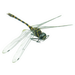 Realistic Black and Green Dragonfly Sticker