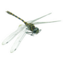 Realistic Black and Green Dragonfly Sticker