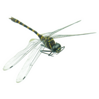 Realistic Black and Green Dragonfly Sticker