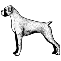 Realistic Boxer Sticker