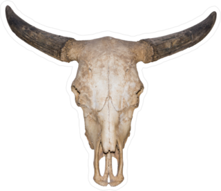 Realistic Buffalo Skull Sticker