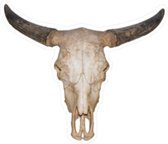 Realistic Buffalo Skull Sticker