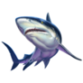 Realistic Caribbean Reef Shark Sticker