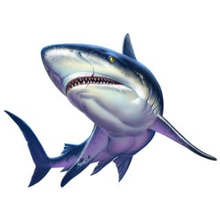 Realistic Caribbean Reef Shark Sticker