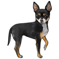Realistic Chihuahua Sticker