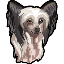 Realistic Chinese Crested Sticker