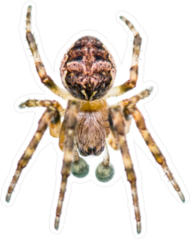 Realistic Crawling Spider Arachnid Sticker