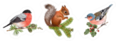 Realistic Detailed Bird And Squirrel On Branches Sticker