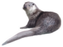 Realistic Detailed Illustration - Otter Sticker