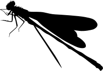 Realistic Dragonfly Sticker