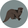 Realistic Drawing Of An Otter Sticker