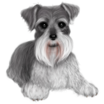Realistic Drawn Schnauzer Sticker