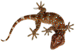 Realistic Gecko With Red Stripes Sticker