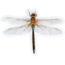 Realistic Golden Dragonfly Sticker
