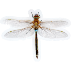 Realistic Golden Dragonfly Sticker