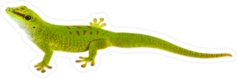 Realistic Green Gecko Looking Up Sticker