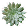 Realistic Green Succulent Top View Sticker