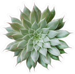 Realistic Green Succulent Top View Sticker