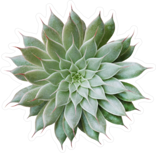 Realistic Green Succulent Top View Sticker