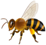 Realistic Honey Bee Sticker