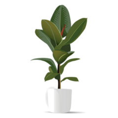 Realistic Illustration of a Rubber Tree Plant Sticker
