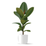 Realistic Illustration of a Rubber Tree Plant Sticker