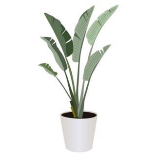 Realistic Illustration of Potted Birds of Paradise Plant Sticker