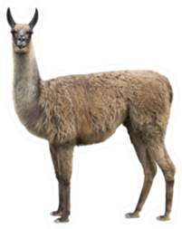 Realistic Llama Isolated On White Sticker