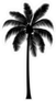 Realistic Palm Tree Silhouette Sticker