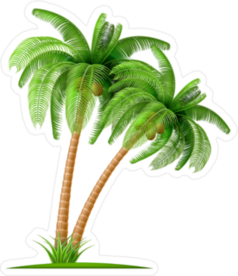 Realistic Palm Tree With Coconuts Sticker
